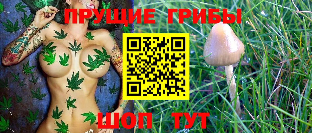 Псилоцибиновые грибы Psilocybe Вичуга